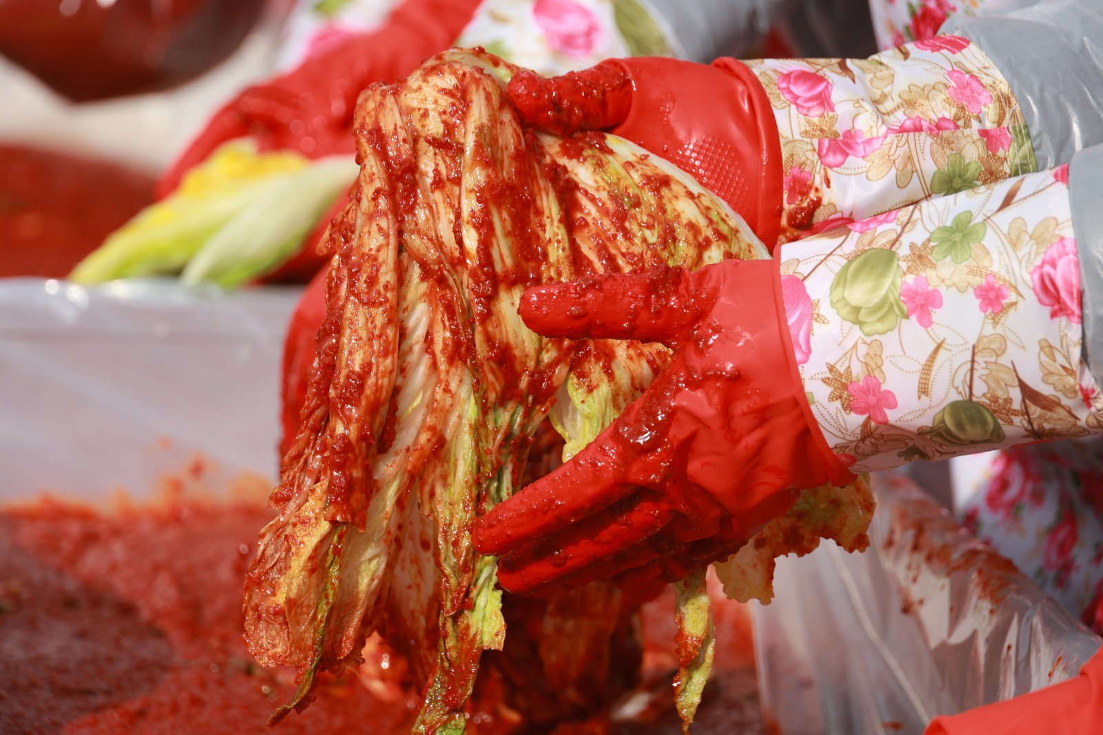 “김치 유산균, 장내 미세플라스틱 배출 돕는다”